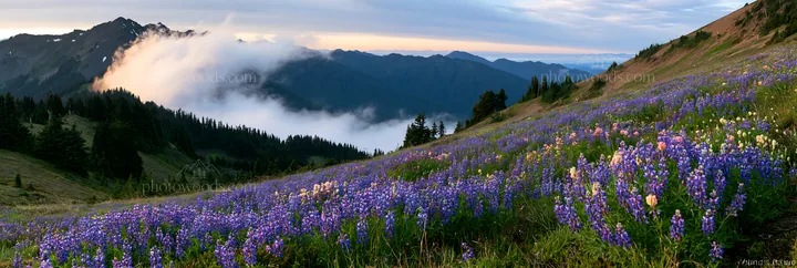 Colorful lupine meadow surrounded by mountains and clouds - AI-generated stock image