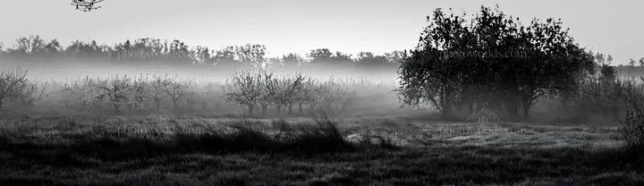 Spring orchard meadow in foggy morning light - AI-generated stock image