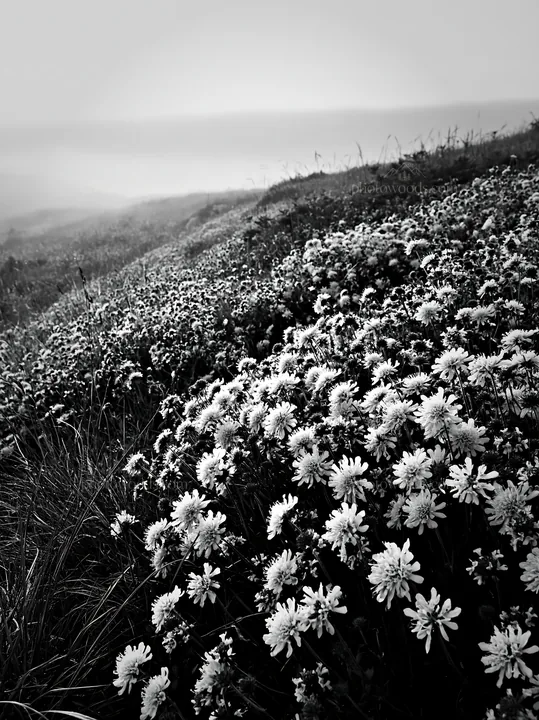 Cloudy calcareous grassland meadow with natural copy space - AI-generated stock image