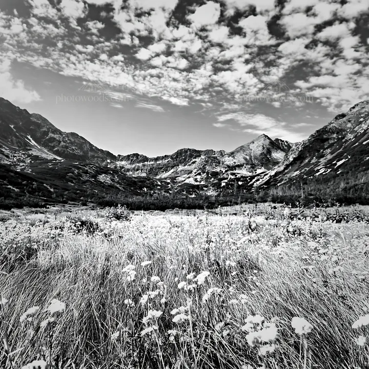 Mountain pass meadow with flowers and rocky landscape - AI-generated stock image