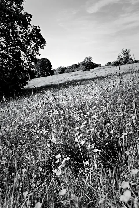 Sunlit woodland edge with flower meadow in black and white - AI-generated stock image