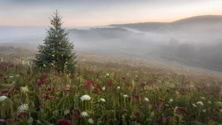Vibrant Christmas tree in misty meadow at dawn - AI-generated stock image