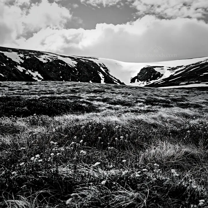 Snowline meadow with grass and snow-capped mountains - AI-generated stock image