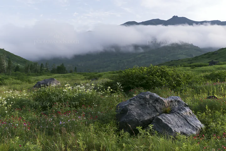 Aomori climate resilient meadow with boulder - AI-generated stock image