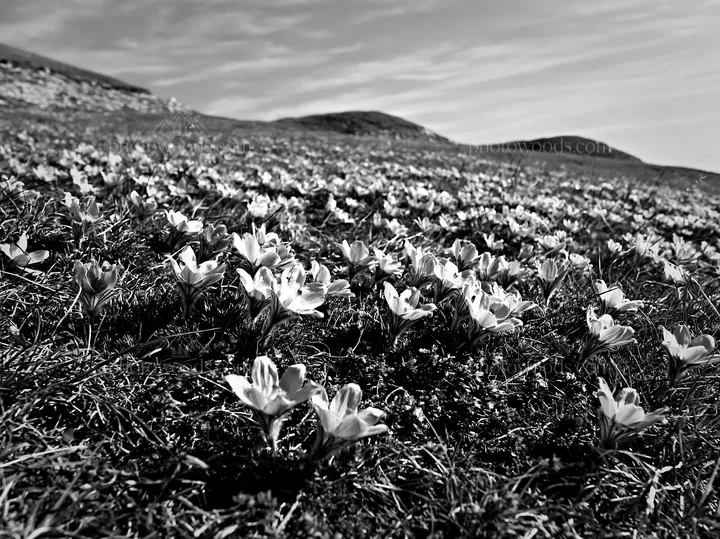 Sunny chalk slope meadow with blooming flowers - AI-generated stock image