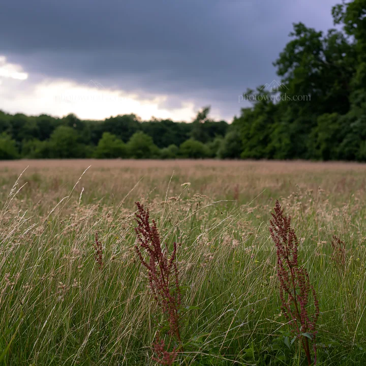 Meadow with seedheads under cloudy sky - AI-generated stock image