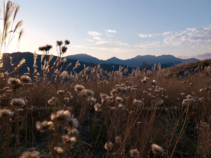 Ehime twilight meadow with dry seedheads in golden light - AI-generated stock image