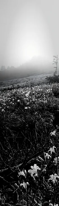 Yamagata rewilded meadow with fallen branch in the foreground - AI-generated stock image