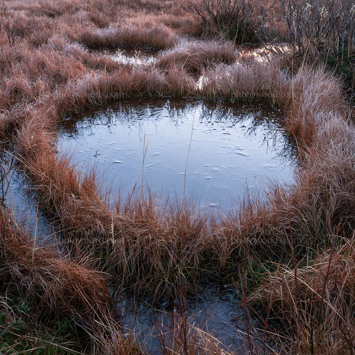 Akita snowmelt meadow with silver grasses shows water and plants - AI-generated stock image