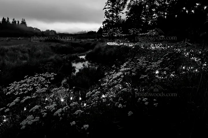 Christmas lights beside a stream in a meadow at dusk - AI-generated stock image