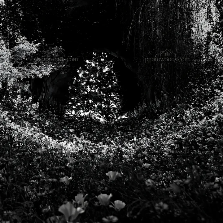 Christmas tree in meadow by cave - AI-generated stock image