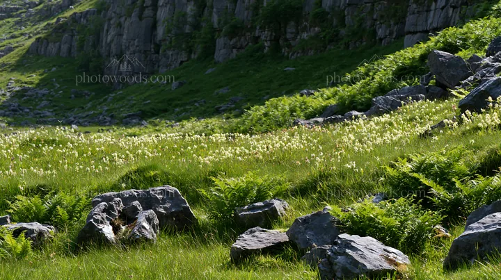 Biodiverse meadow with rocks in a natural landscape - AI-generated stock image