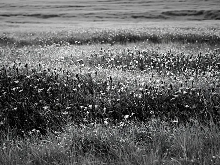 Black and white expansive Hokkaido restoration meadow with dewdrops - AI-generated stock image