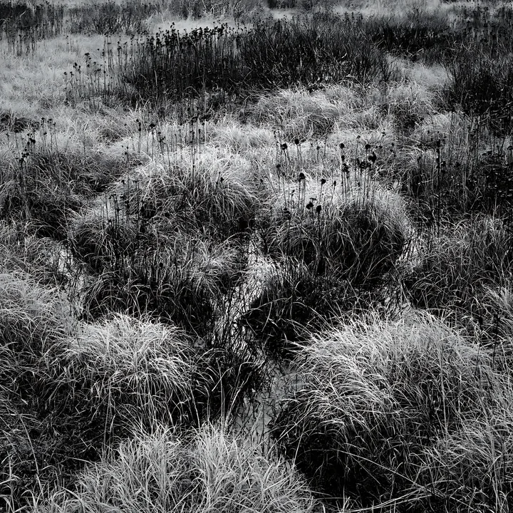 Black and white shizuoka seasonal meadow after heavy rain with puddles and grass - AI-generated stock image