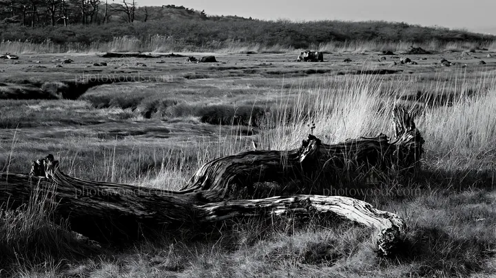 Black and white chiba coastal climate meadow driftwood in foreground - AI-generated stock image