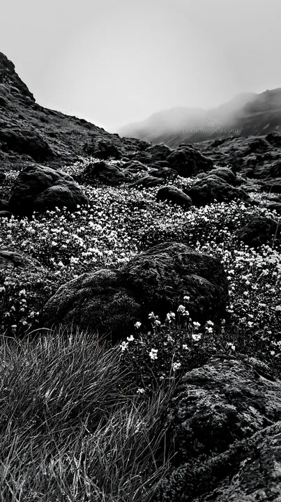 Black and white mossy boulder meadow with wildflowers in a green landscape - AI-generated stock image