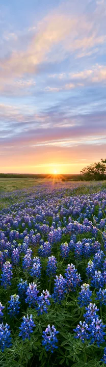 Bluebonnet meadow at sunrise with vibrant flowers - AI-generated stock image
