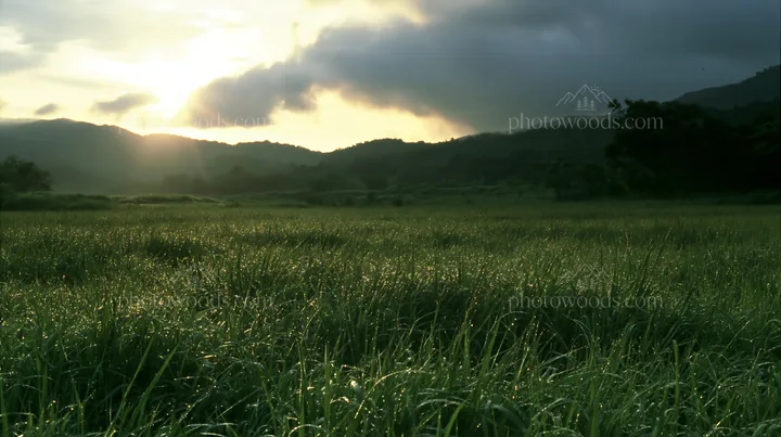 Miyazaki sunrise over dew covered sedges in a green meadow - AI-generated stock image