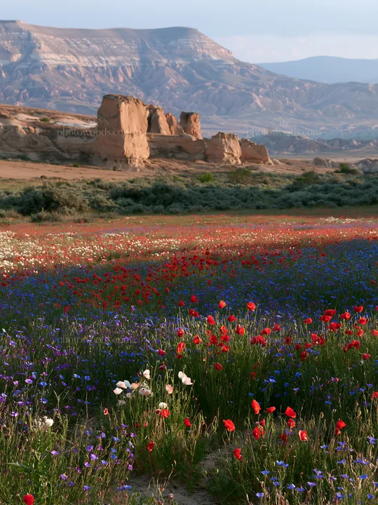 Poppy and flax flowers in a meadow under mountain scenery - AI-generated stock image