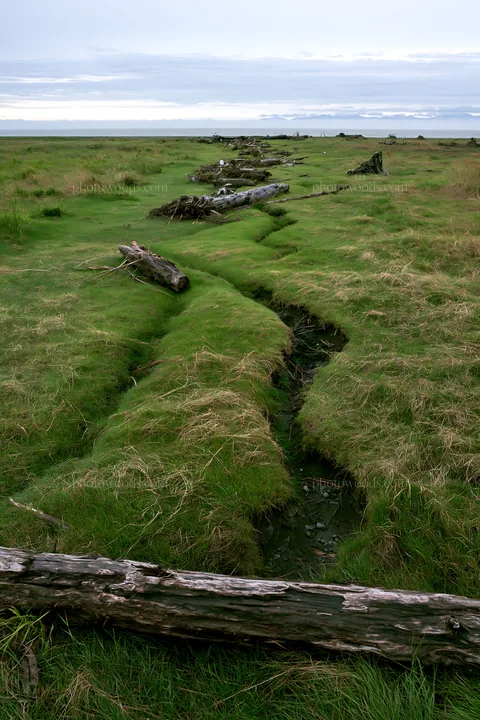 Ishikawa coastal meadow storm washed driftwood on green ground - AI-generated stock image