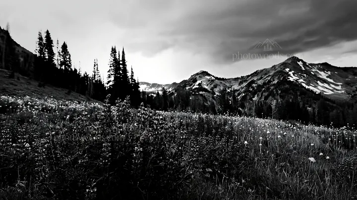Black and white rainwashed meadow with dark clouds and blooming flowers - AI-generated stock image