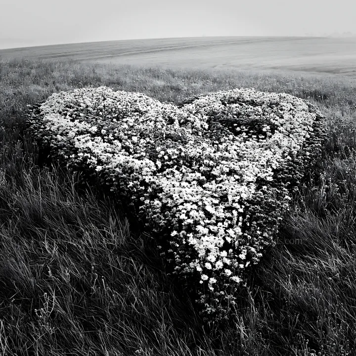 Frosted meadow with heart-shaped flower field in black and white - AI-generated stock image