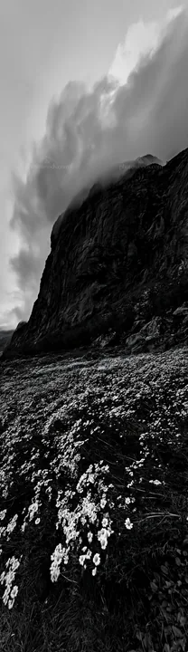 Chamomile meadow near rocky cliff with clouds above - AI-generated stock image