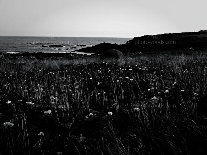 Black and white aomori climate resilient meadow with boulder - AI-generated stock image