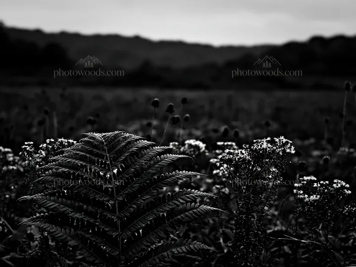 Black and white tokushima mountain meadow fern frond in foreground of landscape - AI-generated stock image