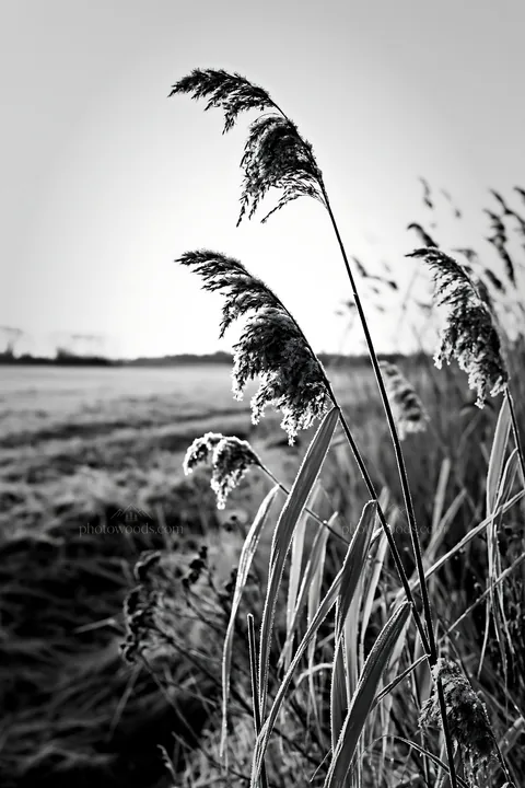 Saga floodplain meadow with reed foreground in black and white - AI-generated stock image