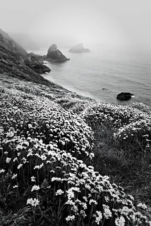 Black and white pink campion meadow by the ocean under fog - AI-generated stock image