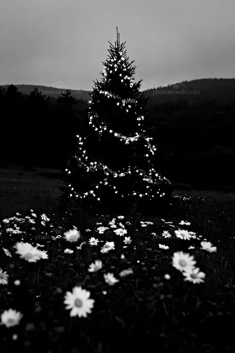 Vibrant Christmas tree in meadow at dusk with flowers - AI-generated stock image
