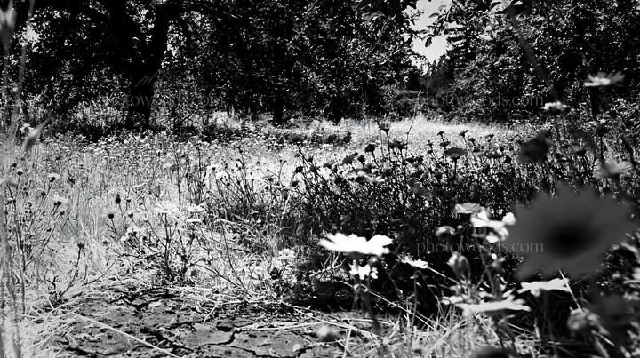 Highland apple meadow with flowers and trees - AI-generated stock image