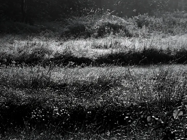 Kochi meadow with rain beaded grasses in monsoon season - AI-generated stock image
