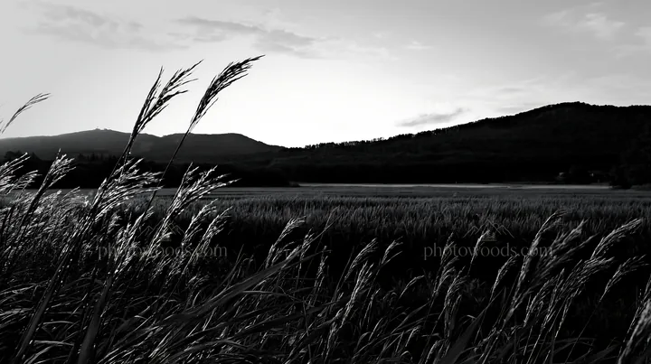 Black and white iwate rain refreshed meadow seedhead foreground at sunset - AI-generated stock image