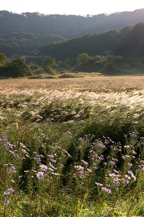 Expansive Hokkaido restoration meadow with dewdrops - AI-generated stock image
