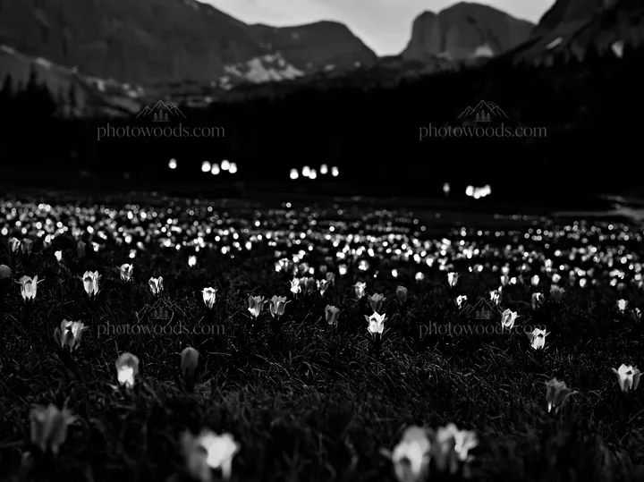 Wide Christmas meadow with native flowers and fairy lights - AI-generated stock image