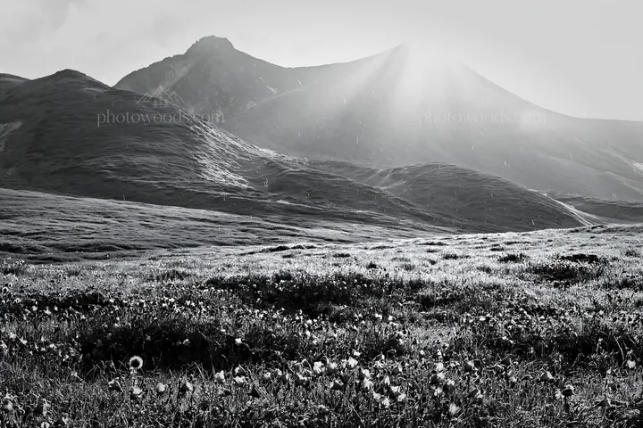 Black and white daisetsuzan alpine meadow light rays shine on blooming flowers - AI-generated stock image