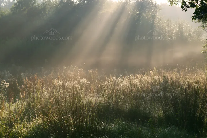 Dew on grass in a meadow during morning light - AI-generated stock image