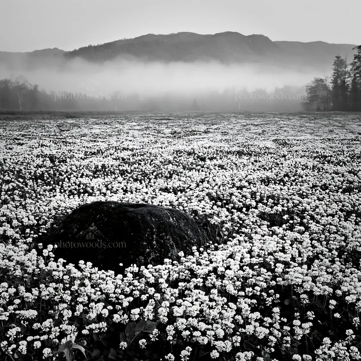 Black and white miyagi spring recovery meadow mossy stone in a natural setting - AI-generated stock image