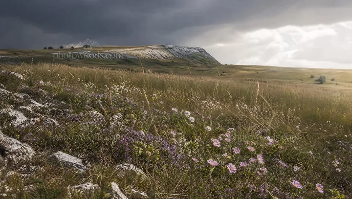 Sunny dry meadow with flowers and open space - AI-generated stock image