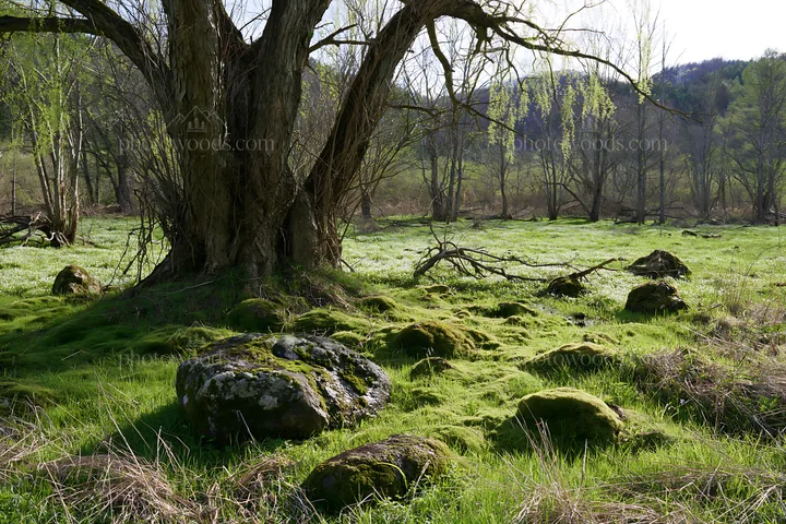 Miyagi spring recovery meadow mossy stone with trees and rocks - AI-generated stock image