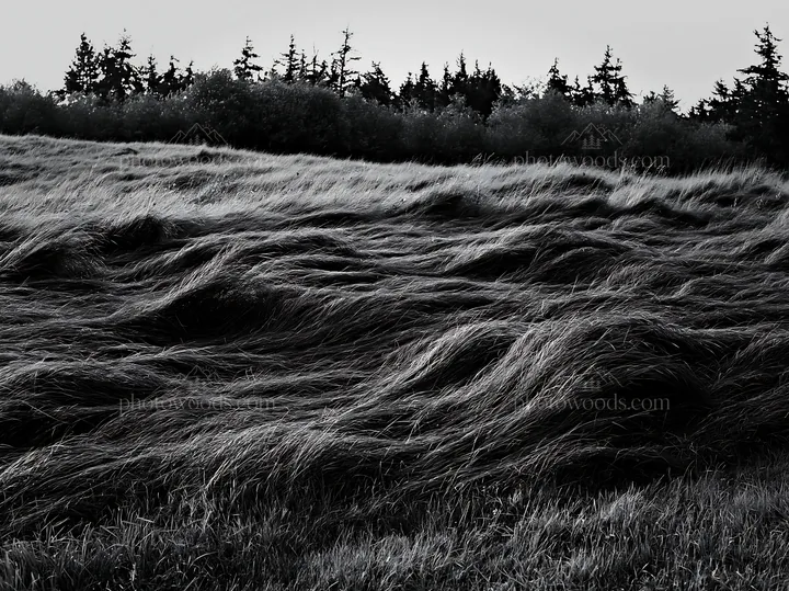 Tall grass meadow with dark trees in background at dusk - AI-generated stock image