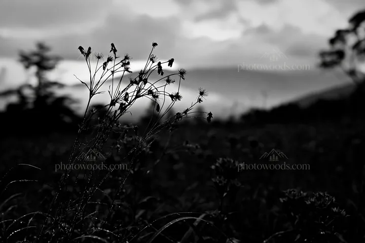 Black and white iwate rain refreshed meadow seedhead foreground - AI-generated stock image