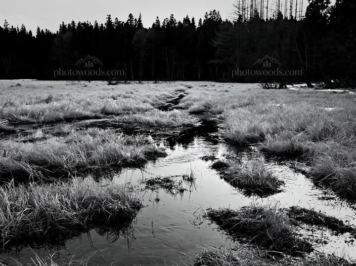 Black and white akita snowmelt meadow with silver grasses in early spring - AI-generated stock image