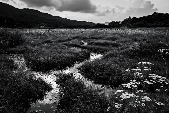 Black and white shizuoka seasonal meadow after heavy rain with green grass - AI-generated stock image