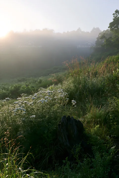 Fukushima native meadow with weathered stump at sunrise - AI-generated stock image