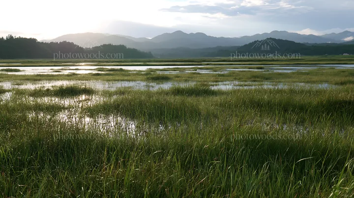 Niigata floodplain restoration meadow with dew in morning light - AI-generated stock image