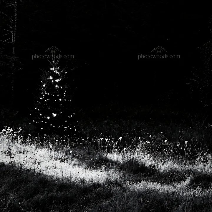 Christmas tree in meadow with filtered light rays - AI-generated stock image