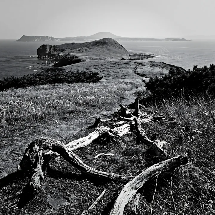 Nagasaki coastal meadow with driftwood and ocean view - AI-generated stock image